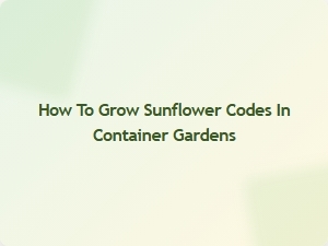 How to Grow Sunflower Codes in Container Gardens